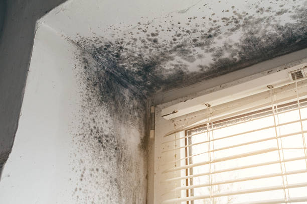 Affordable Mold Inspection And Testing solutions in Clarence, PA